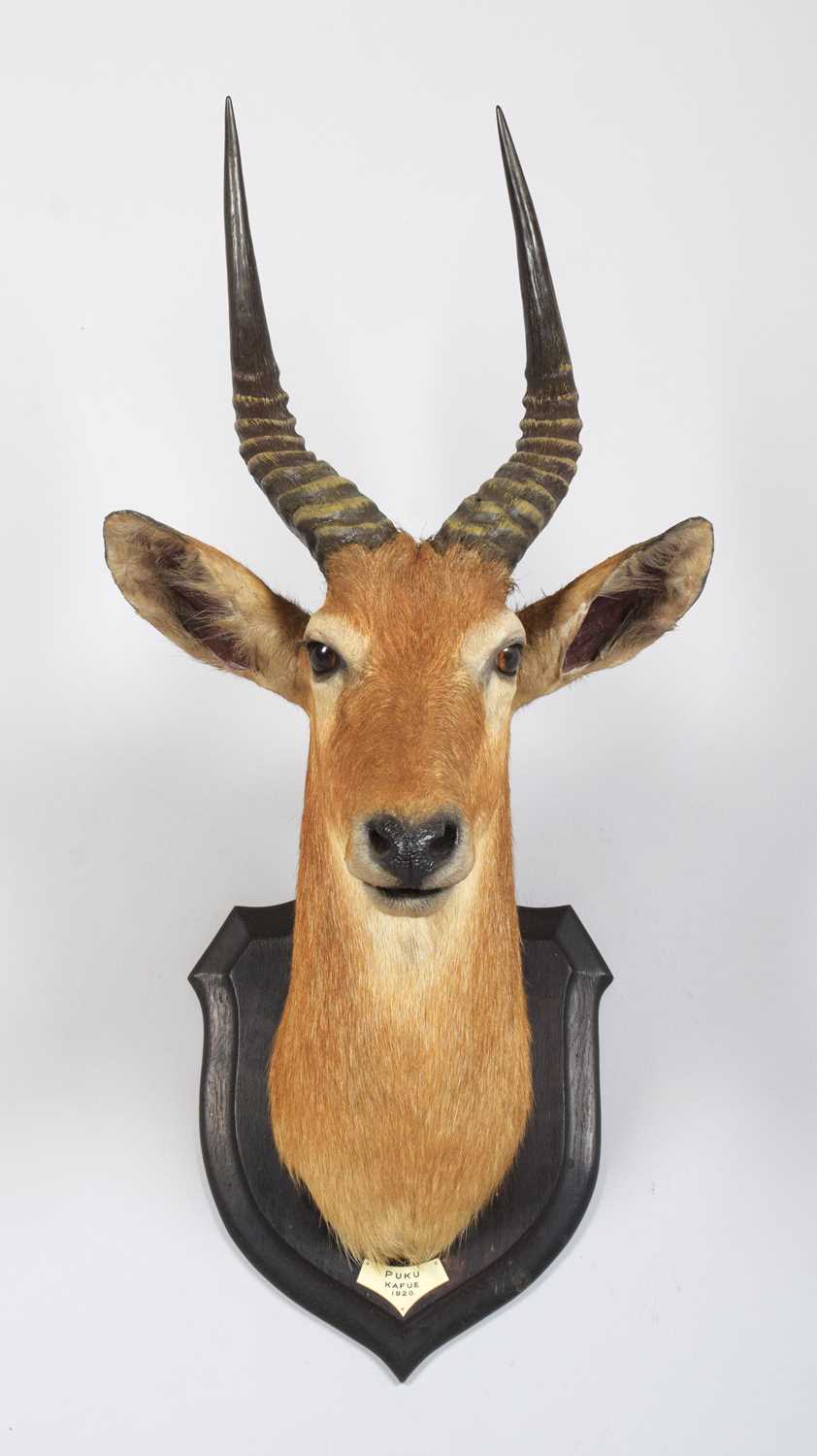 Taxidermy: Southern Puku (Kobus vardonii vardonii), dated 1920, Kafue, Zambia, by Rowland Ward