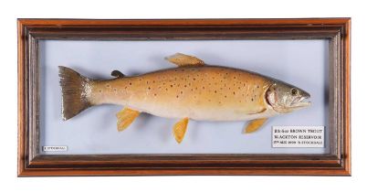 Taxidermy: A Cased Brown Trout (Salmo trutta), dated 13th August 1999, by R. Stockdale, Newton