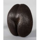 Natural History: A Large Coco de Mer Nut (Lodoicea maldivica), a large complete nut, a rare