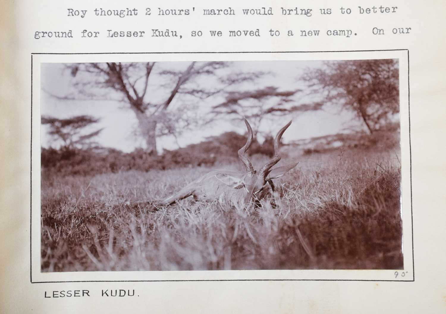Taxidermy: Lesser Kudu (Tragelaphus imberbis), dated 1912, British East Africa, by Rowland Ward Ltd, - Image 6 of 8