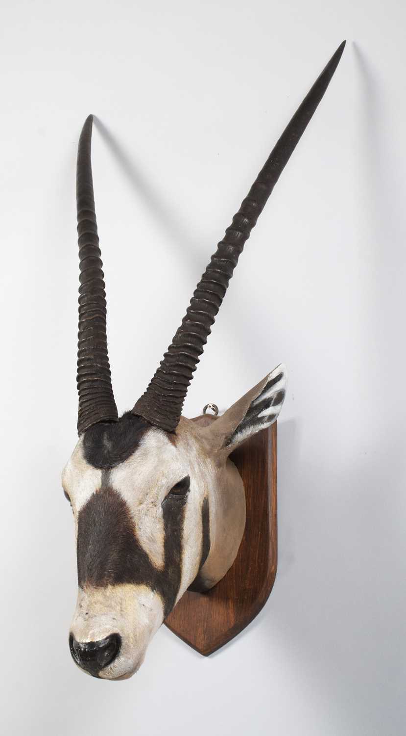 Taxidermy: Gemsbok Oryx (Oryx gazella), late 19th century, South Africa, by Henry James Burton, - Image 3 of 6