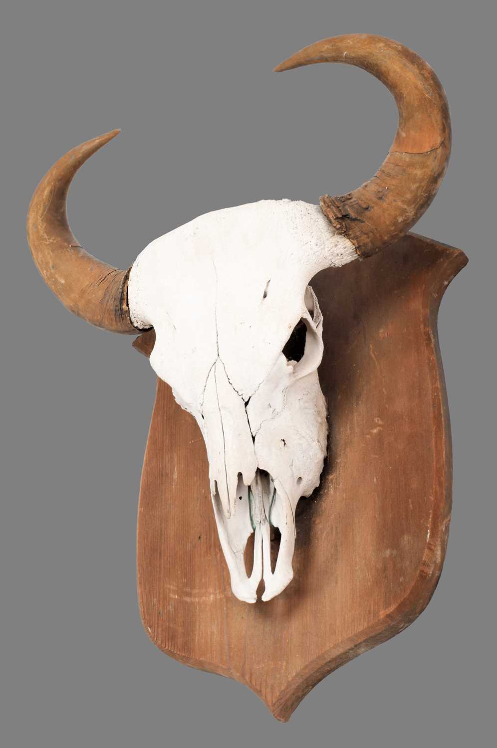 Antlers/Horns: Indian Gaur Buffalo (Bos gaurus gaurus), circa 1920-1930, India, a large set of adult - Image 6 of 6