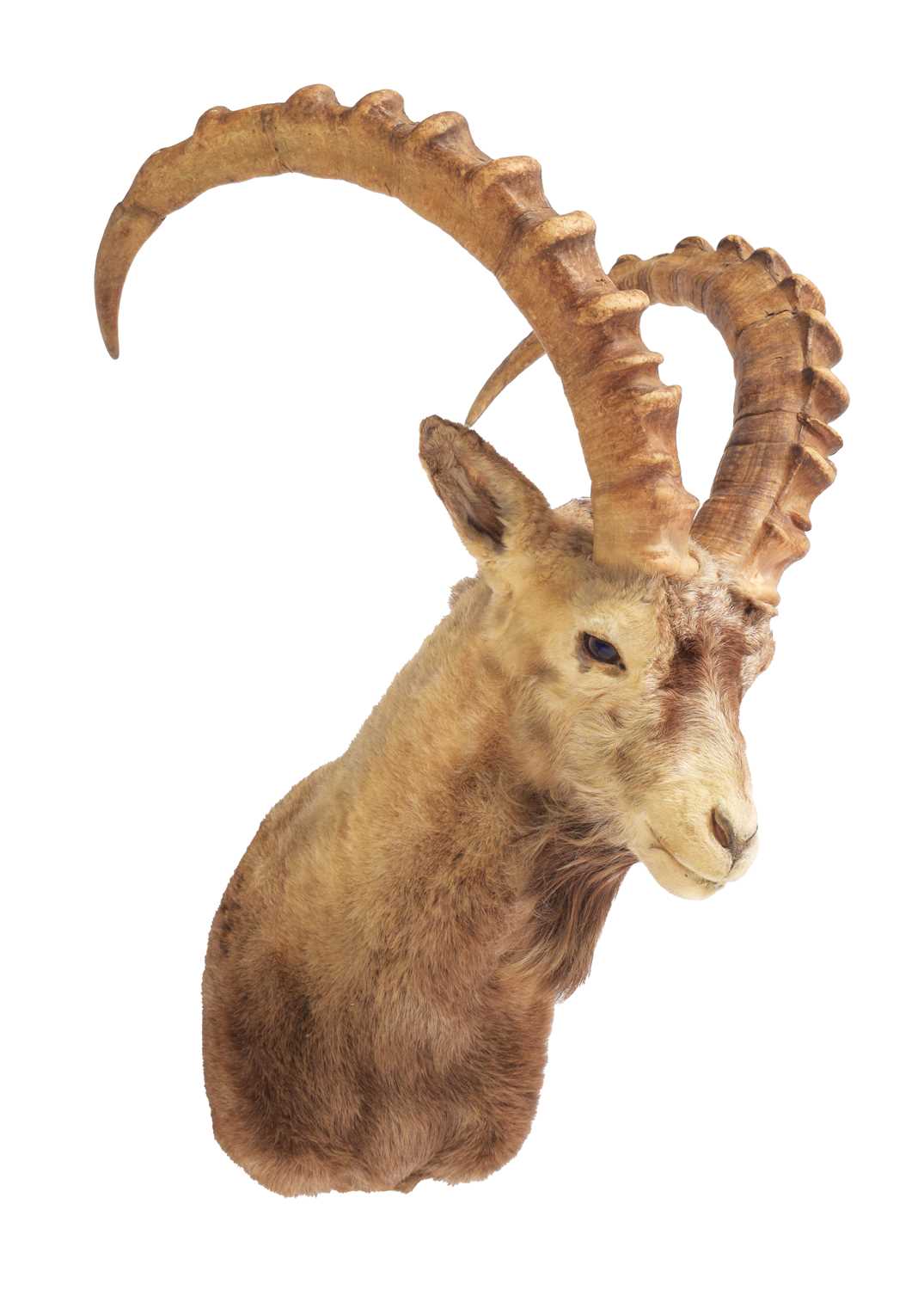 Taxidermy: Mid-Asian Ibex (Capra sibirica sibirica), mid-late 20th century, a high quality adult