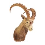 Taxidermy: Mid-Asian Ibex (Capra sibirica sibirica), mid-late 20th century, a high quality adult