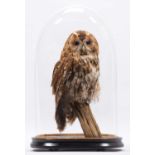 Taxidermy: Tawny Owl (Strix aluco), modern, by Barry Williams, Taxidermist, Cannock,