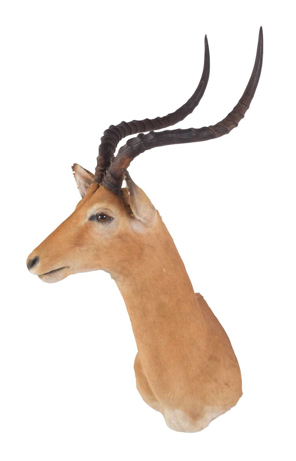 Taxidermy: Common Impala (Aepyceros Melampus), 21st century, South Africa, adult male shoulder mount - Image 2 of 3