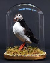Taxidermy: Atlantic Puffin (Fratercula arctica), modern, a high quality full mount adult with head