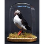 Taxidermy: Atlantic Puffin (Fratercula arctica), modern, a high quality full mount adult with head