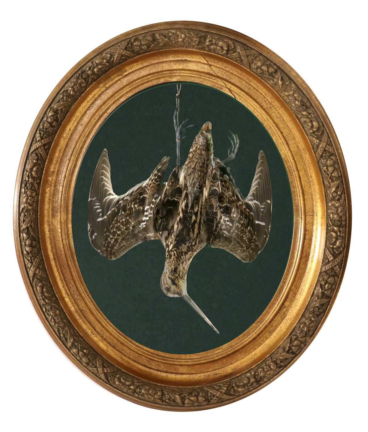 Taxidermy: A Wall Cased Common Snipe (Gallinago gallinago), modern, by John Burton, Taxidermy, Burgh