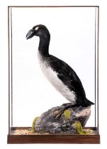 Taxidermy: A Re-creation of a Great Auk (†Pinguinus impennis), dated 2023, by Barry Williams,