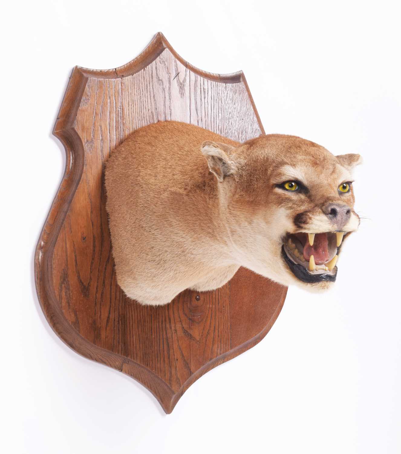 Taxidermy: North American Puma or Mountain Lion (Puma concolor), circa late 20th century, a superb - Image 7 of 9