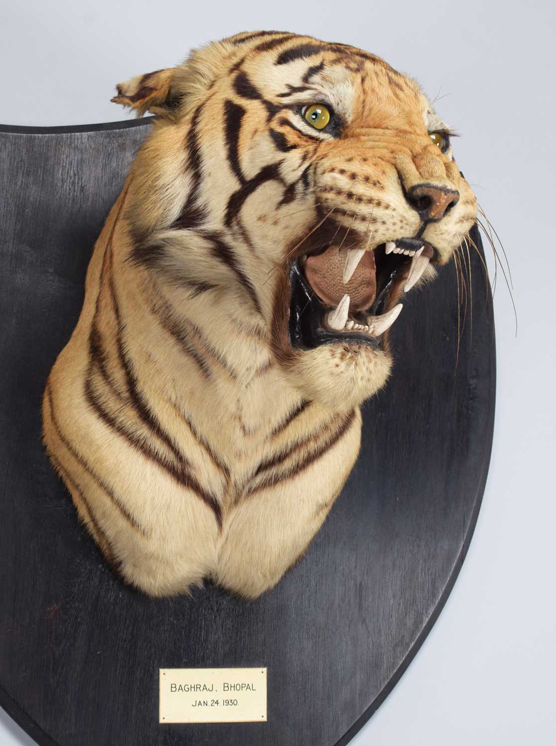 Taxidermy: Bengal Tiger (Panthera tigris tigris), dated January 24th 1930, by Van Ingen & Van Ingen, - Image 8 of 20