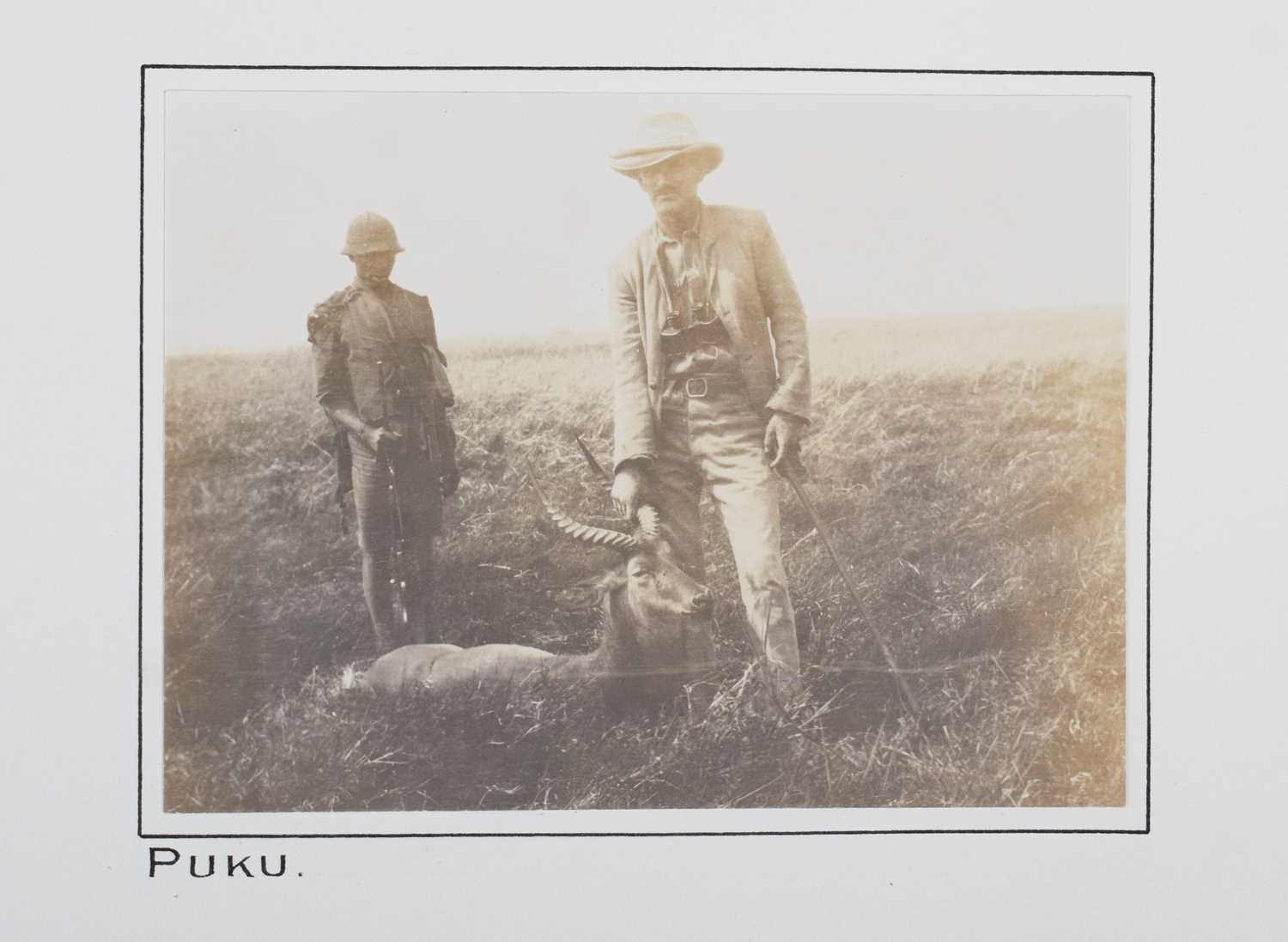 Taxidermy: Southern Puku (Kobus vardonii vardonii), dated 1920, Kafue, Zambia, by Rowland Ward - Image 6 of 7