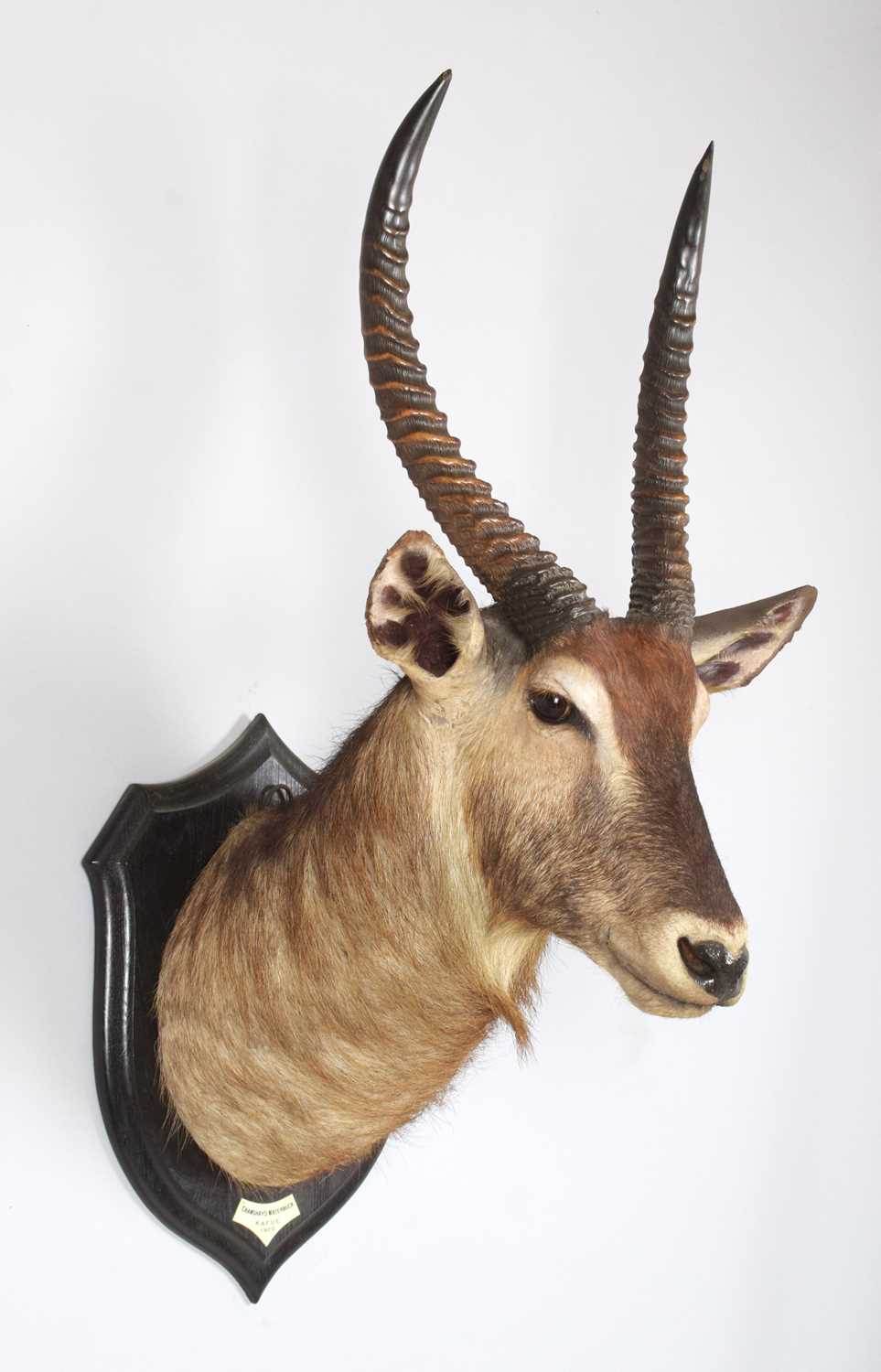 Taxidermy: Crayshaws or Common Waterbuck (Kobus ellipsiprymnus), dated 1920, Kafue, Zambia, by - Image 3 of 7