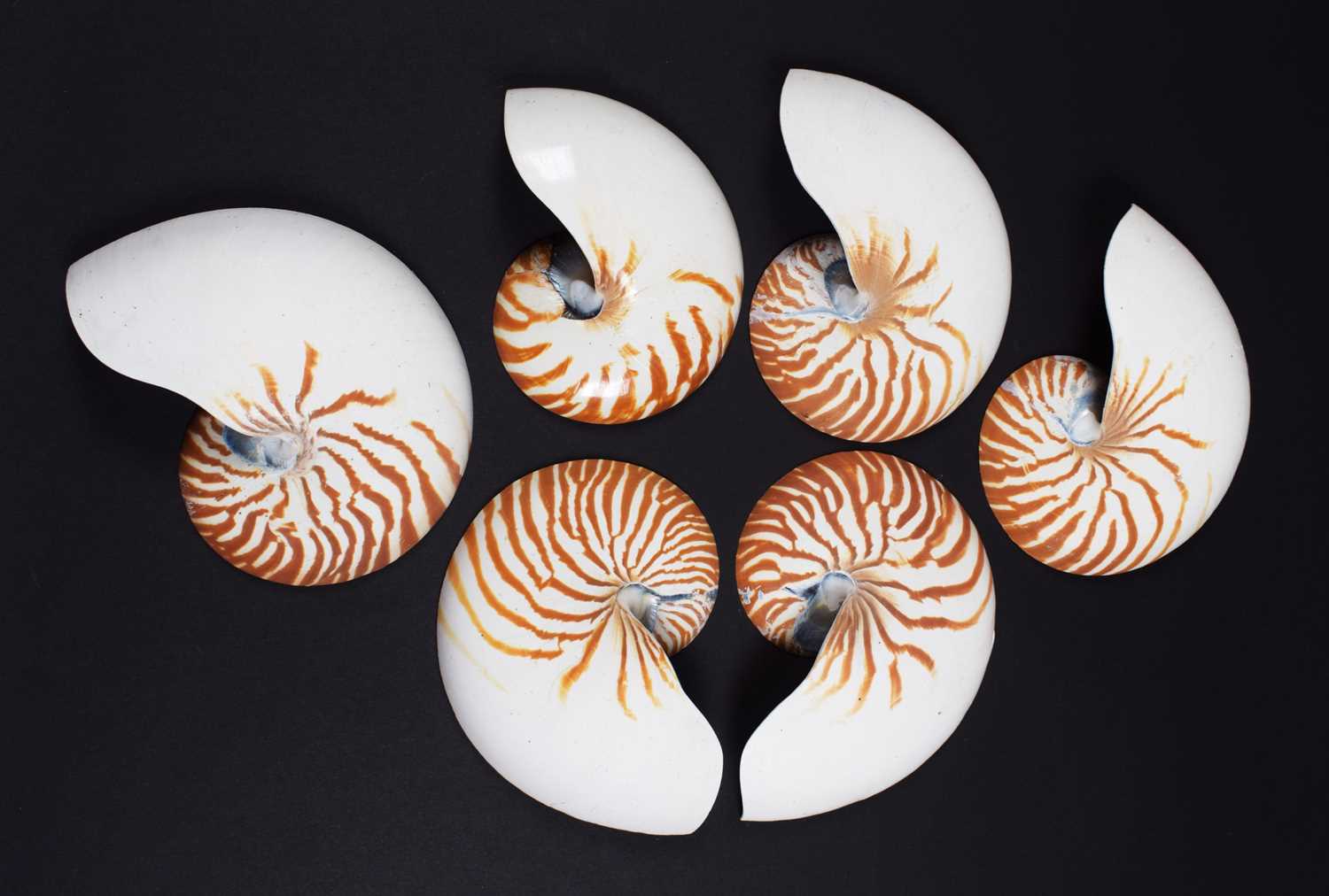 Natural History: Six Chambered Nautilus Half Shells (Nautilus pompilius), circa mid-late 20th