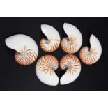 Natural History: Six Chambered Nautilus Half Shells (Nautilus pompilius), circa mid-late 20th