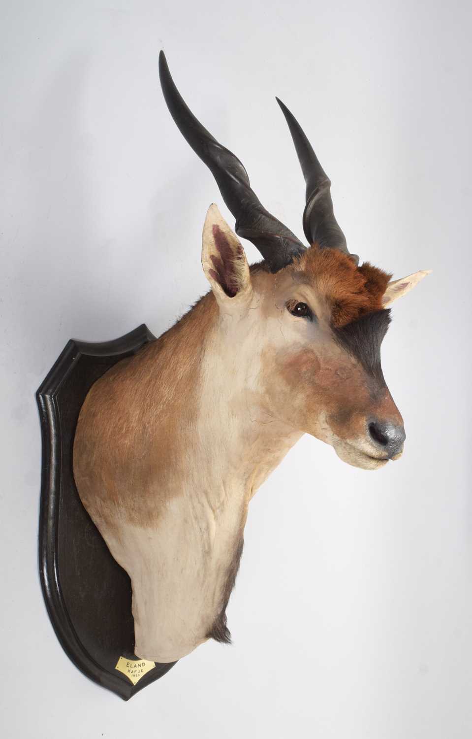 Taxidermy: Livingstone's Eland (Taurotragus oryx livingstonei), dated 1920, Kafue, Zambia, by - Image 3 of 9