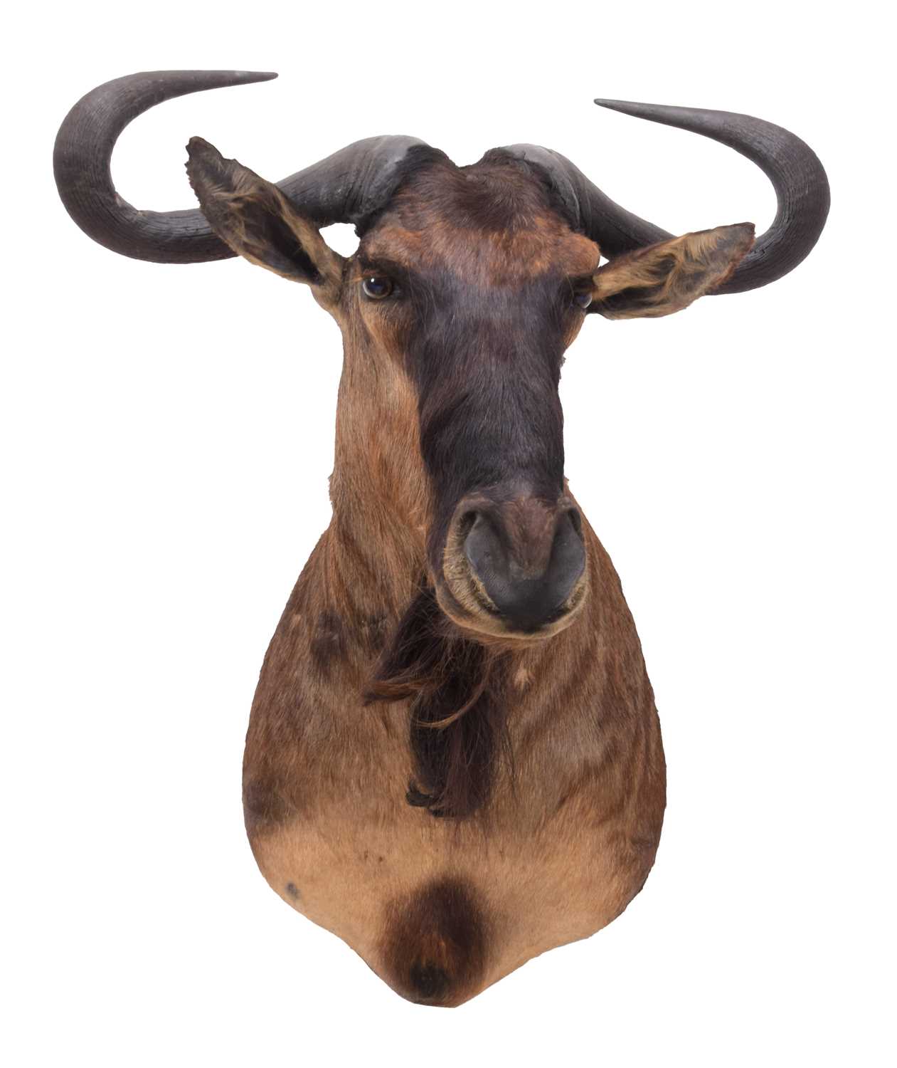 Taxidermy: Blue Wildebeest (Connochaetes taurinus), circa late 20th century, South Africa, a high - Image 3 of 3