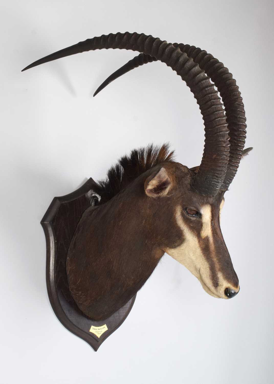 Taxidermy: Southern Sable Antelope (Hippotragus niger niger), dated 1920, Kafue, Zambia, by - Image 4 of 10