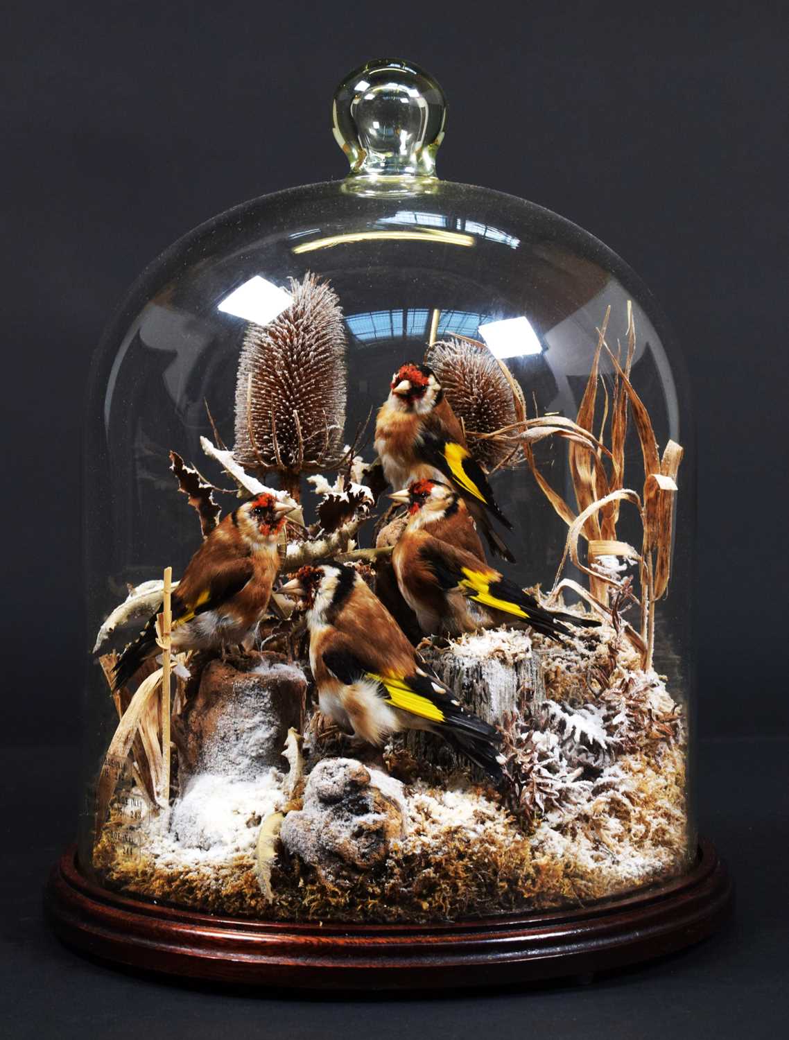 Taxidermy: A Quartet of European Goldfinches Under Dome (Carduelis carduelis), circa 20th century, a