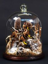 Taxidermy: A Quartet of European Goldfinches Under Dome (Carduelis carduelis), circa 20th century, a
