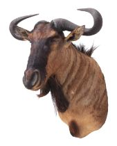 Taxidermy: Blue Wildebeest (Connochaetes taurinus), circa late 20th century, South Africa, a high