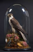 Taxidermy: A Late Victorian Peregrine Falcon (Falco peregrinus), circa 1880-1900, a large high
