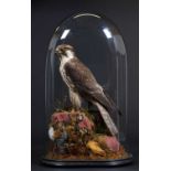 Taxidermy: A Late Victorian Peregrine Falcon (Falco peregrinus), circa 1880-1900, a large high