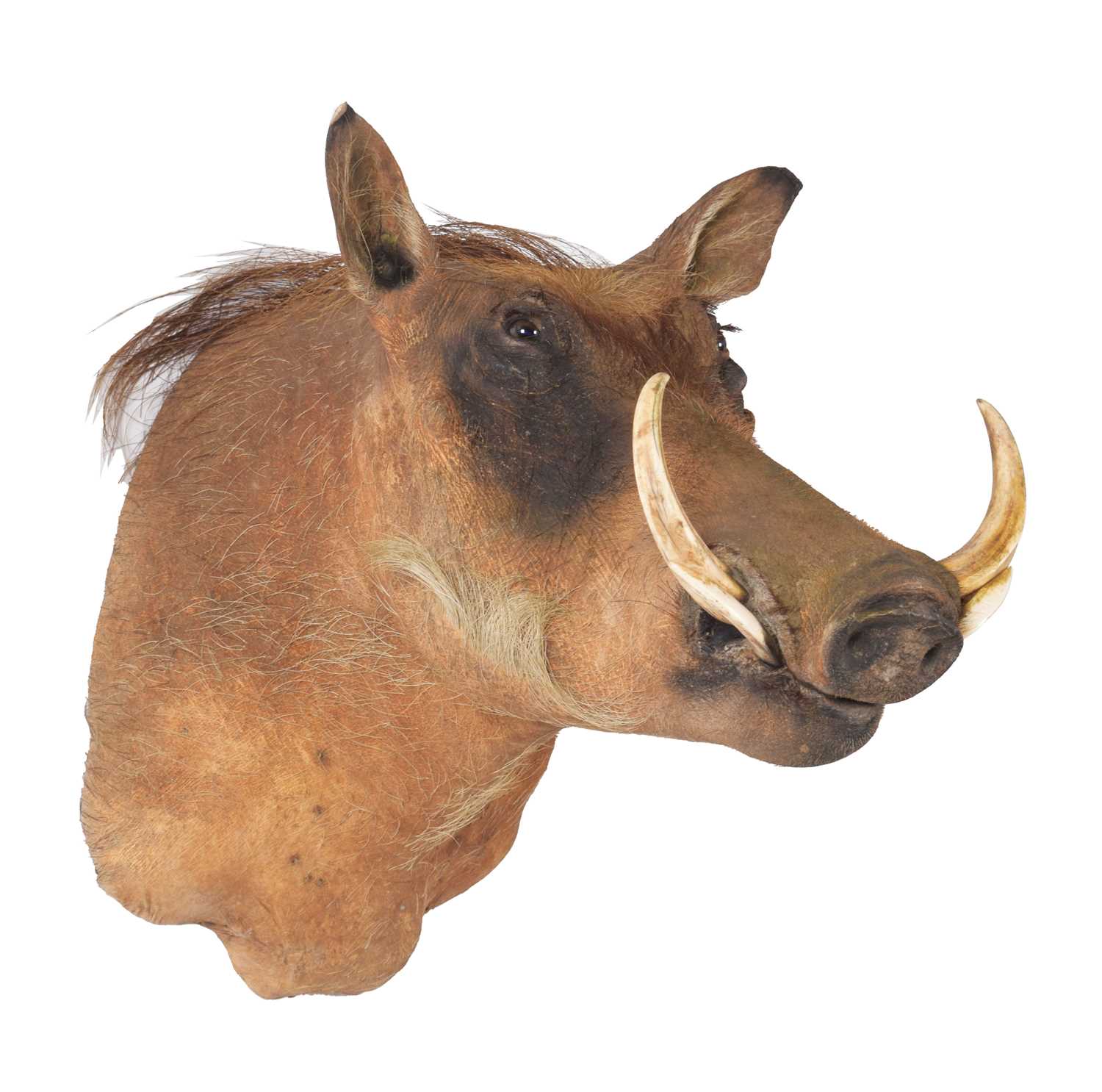 Taxidermy: Common Warthog (Phacochoerus africanus), 21st century, South Africa, a high quality adult - Image 2 of 3