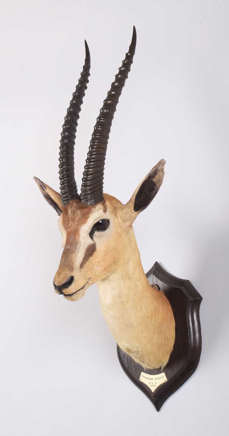 Taxidermy: Thomson's Gazelle (Eudorcas thomsonii), dated 1909, British East Africa, by Rowland - Image 3 of 6