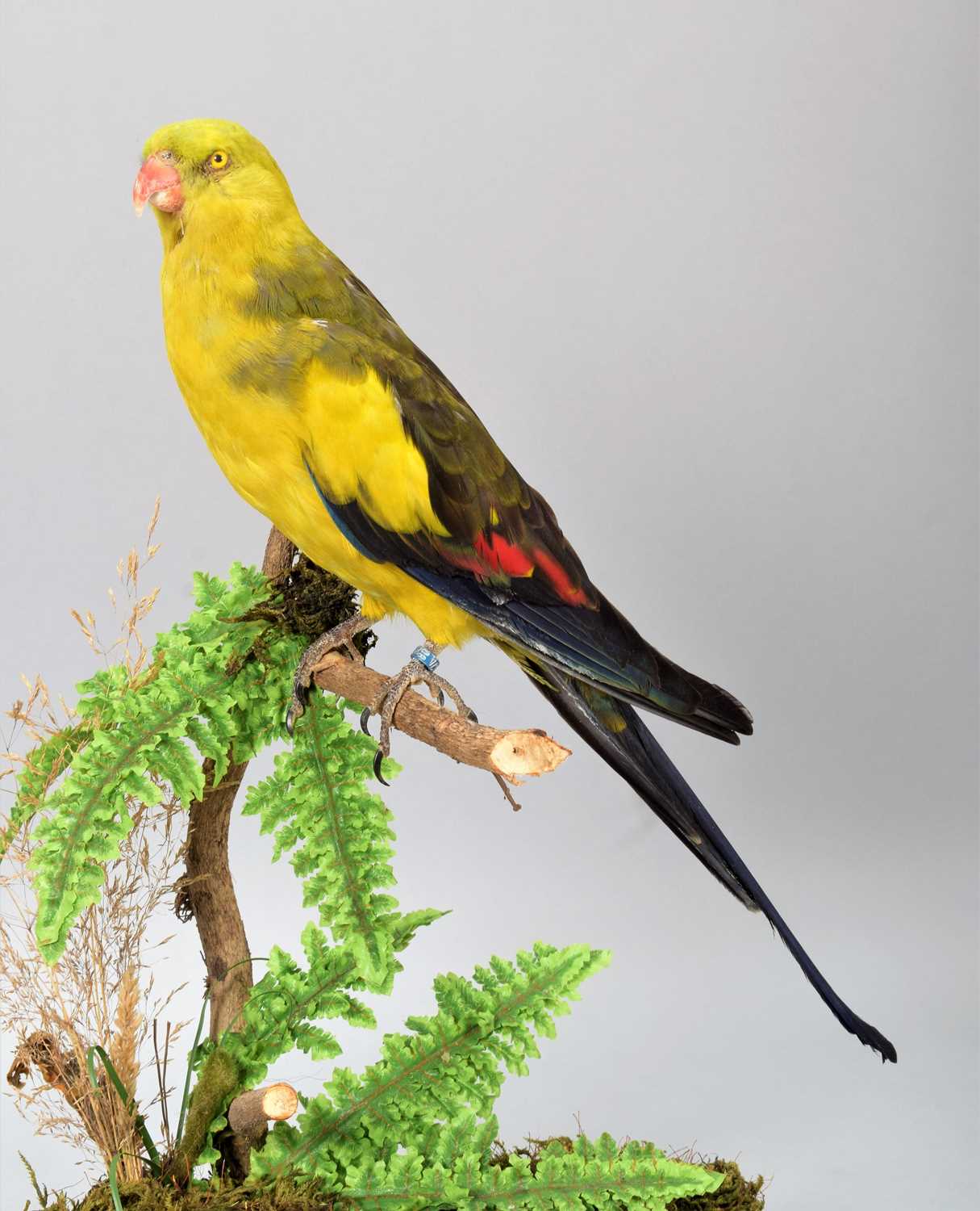 Taxidermy: Regent Parrot (Polytelis anthopeplus), a high quality colourful full mount adult female - Image 3 of 3