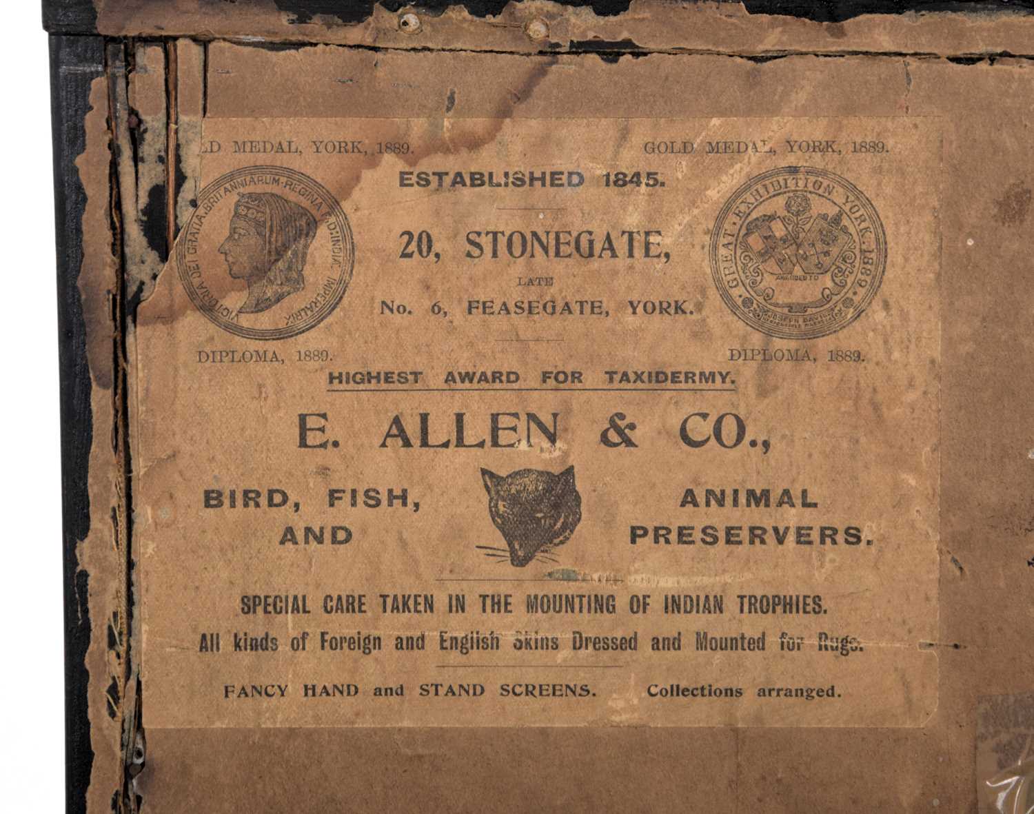 Taxidermy: A Cased Common Bream (Abramis brama), circa 1845-1920, by E. Allen & Co, Bird Fish & - Image 2 of 2