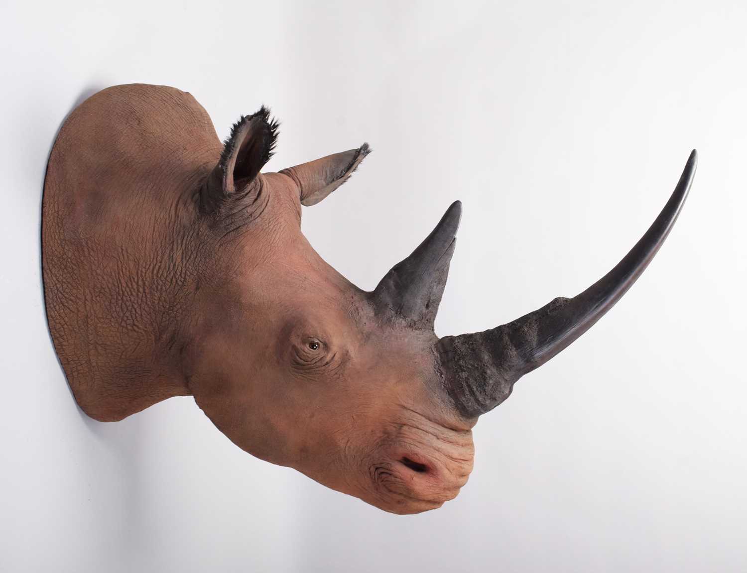 Taxidermy: A Superb Recreation of a Northern White Rhinoceros (Ceratotherium simum cottoni), modern,