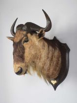 Taxidermy: Eastern White-bearded Wildebeest (Connochaetes albojubatus), dated 1909, British East