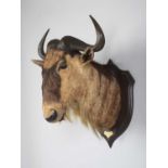 Taxidermy: Eastern White-bearded Wildebeest (Connochaetes albojubatus), dated 1909, British East