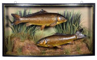 Taxidermy: A Cased Pair of Common Carp (Cyprinus carpio), dated October 1928, by W.F. Homer, 105