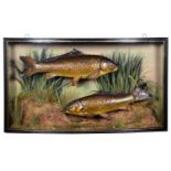 Taxidermy: A Cased Pair of Common Carp (Cyprinus carpio), dated October 1928, by W.F. Homer, 105