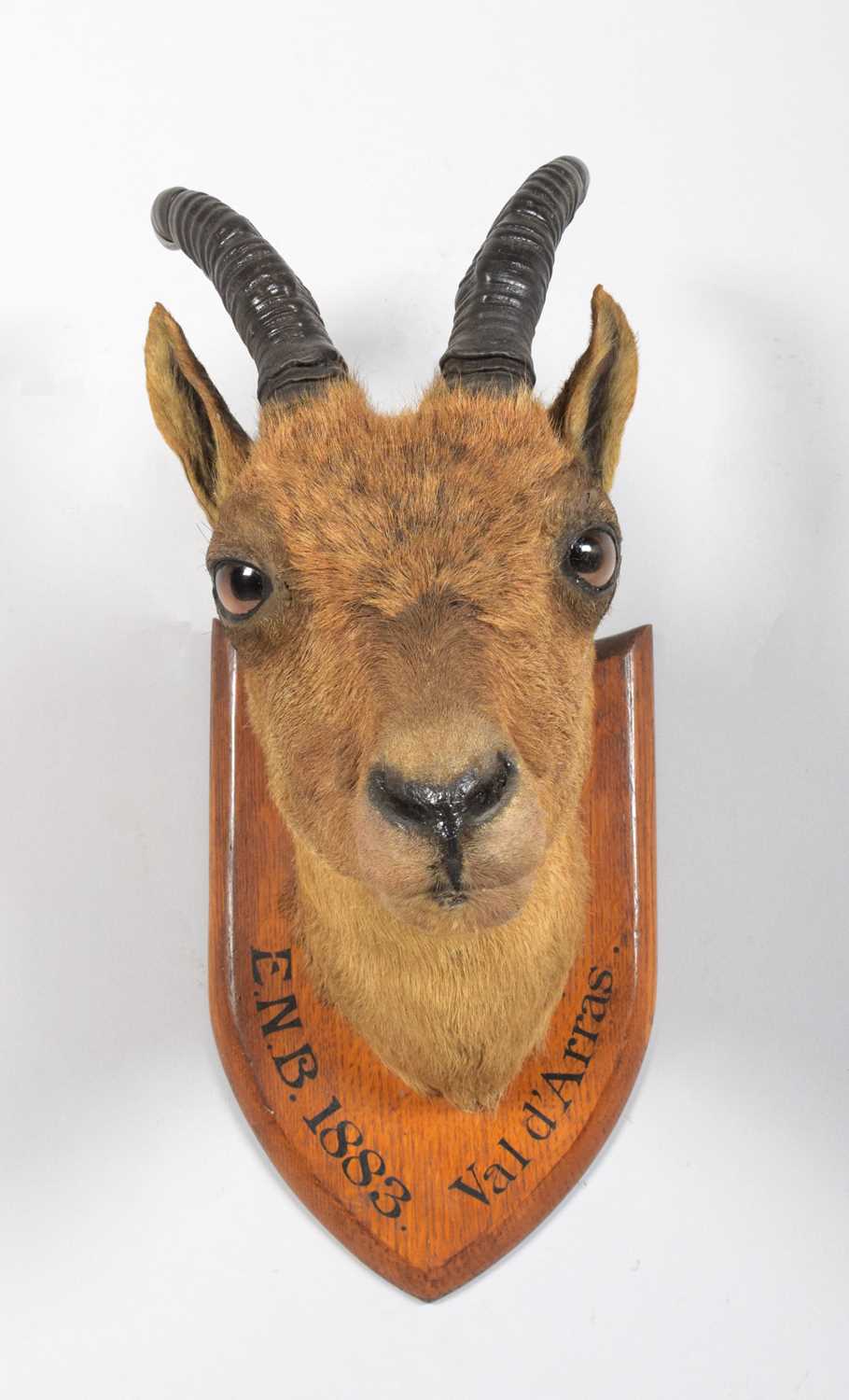 Taxidermy: A Juvenile Alpine Ibex (Capra ibex), dated 1883, Val d'Arras, France, a young juvenile - Image 4 of 4