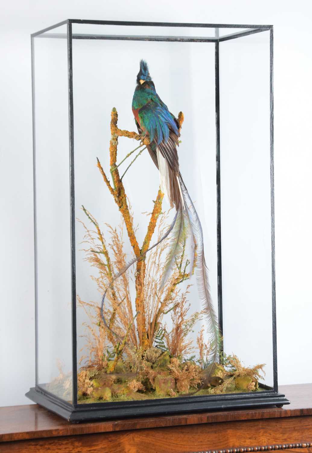 Taxidermy: A Large Cased Resplendent Quetzal (Pharomachrus mocinno), circa early 20th century, a - Image 2 of 4