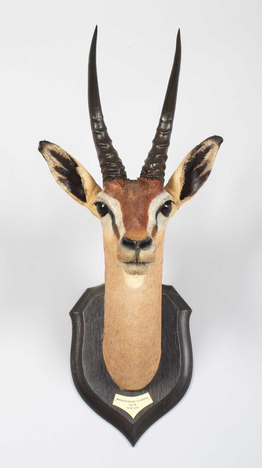 Taxidermy: Dibatag (Ammodorcas clarkei), dated 1919, Haud, Somalia, by Rowland Ward Ltd, "The - Image 2 of 7