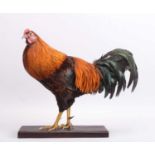 Taxidermy: Cockerel (Gallus gallus domesticus), modern, by Brian Lancaster, Taxidermy, Bedale, Nth