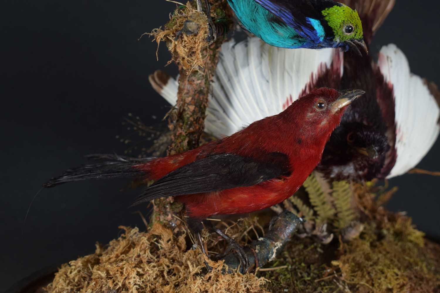 Taxidermy: A Late Victorian Display of South American Tropical Birds, circa 1870-1900, a typical - Image 8 of 11