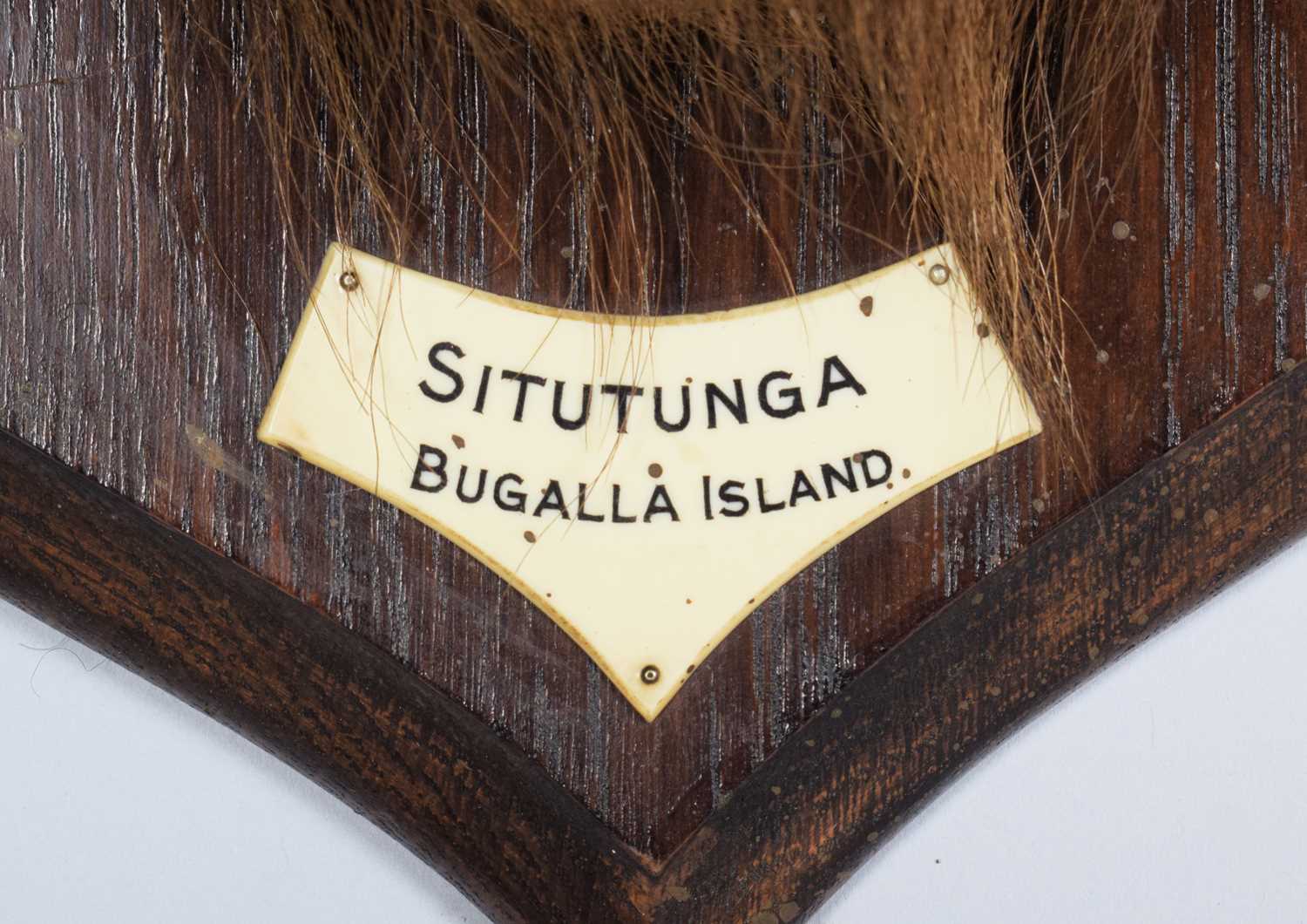Taxidermy: Sitatunga (Tragelaphus spekii), circa 1923-1924, Bugalla Island, Uganda, by Rowland - Image 4 of 7