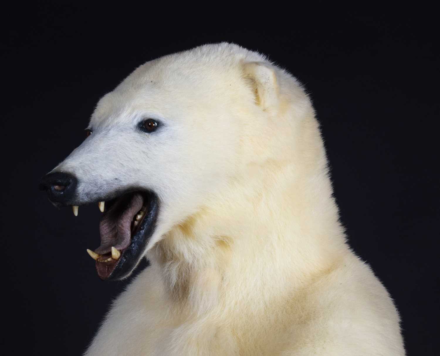 Taxidermy: Polar Bear (Ursus maritimus), circa 1997, a large full mount adult in upright standing - Image 10 of 12