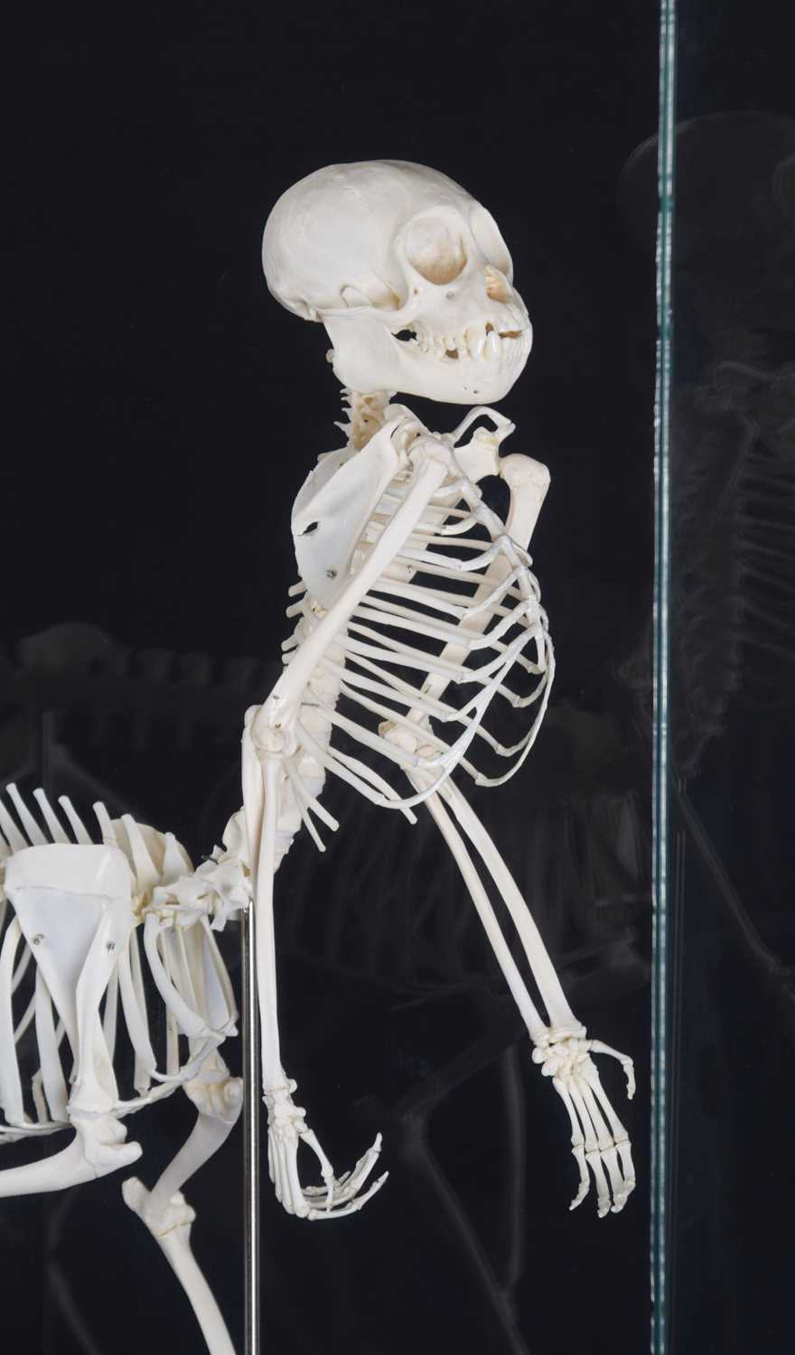 Skeletons/Anatomy: A Composed Centaur Skeleton, modern, a complete articulated skeleton of a - Image 5 of 8