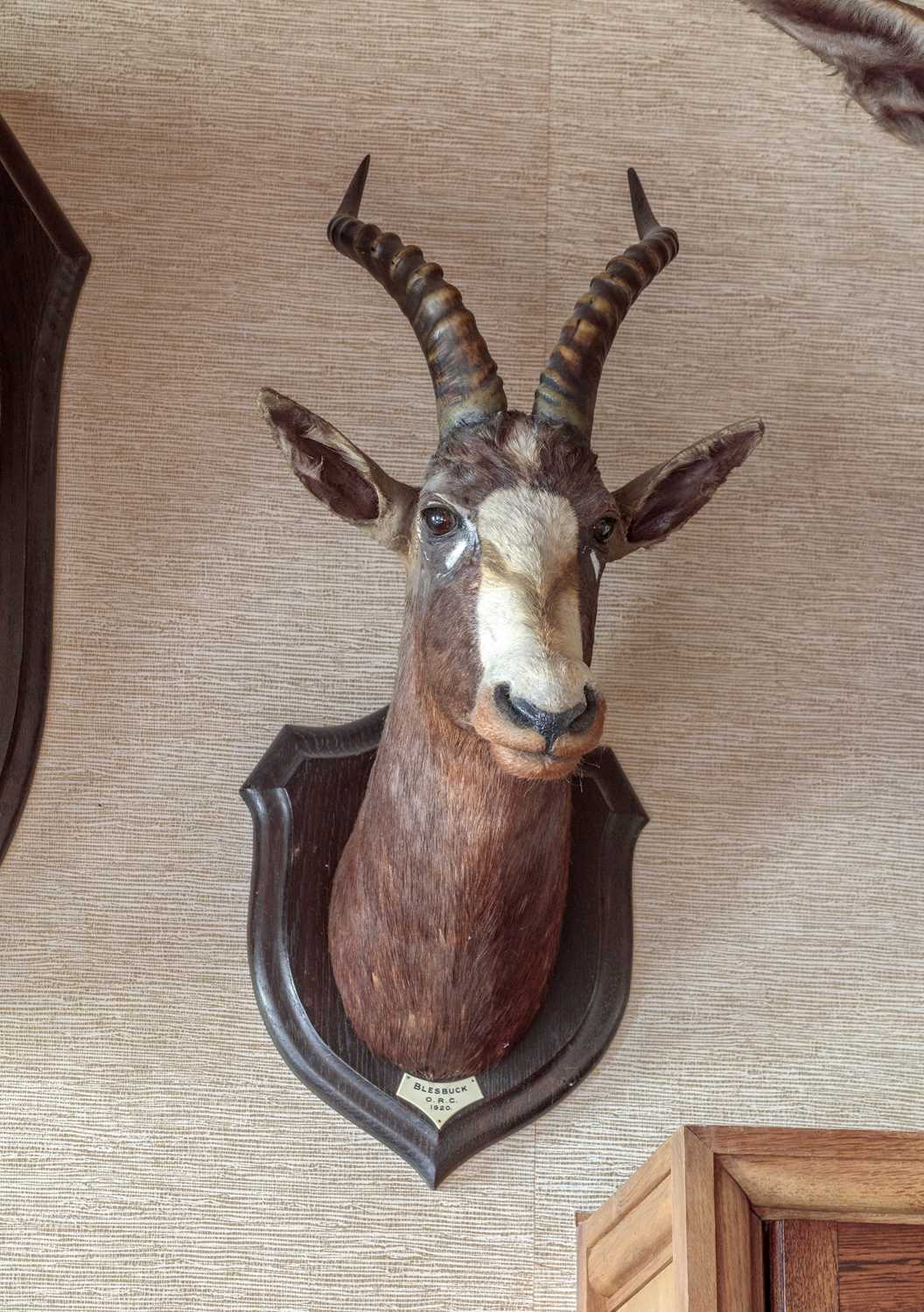 Taxidermy: Blesbok (Damaliscus phillipsi), dated 1920, Orange River Colony, South Africa, a high - Image 6 of 7