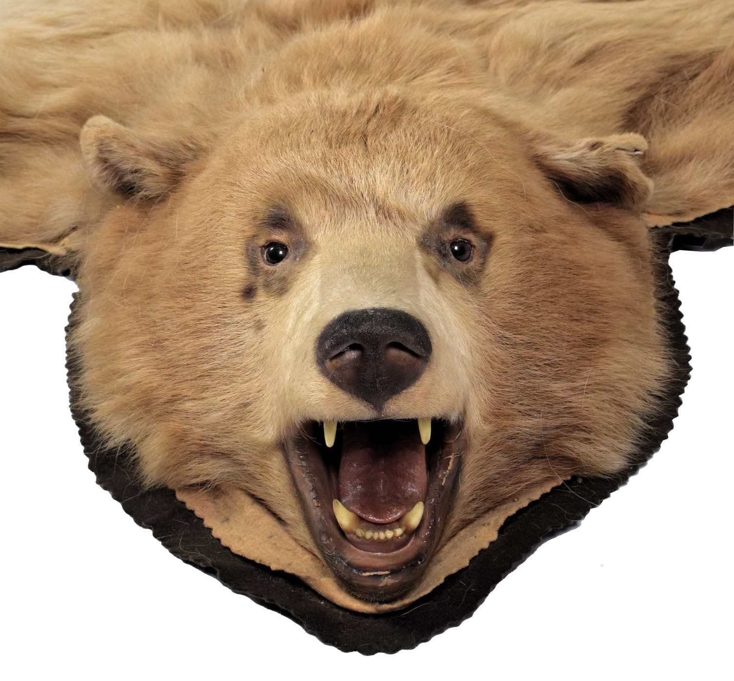 Taxidermy: Cinnamon Coloured North American Black Bear Skin Rug (Ursus americanus), circa late - Image 4 of 4