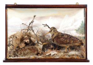 Taxidermy: A Cased Pair of European Woodcock (Scolopax rusticola), circa 1936-1960, by Thomas