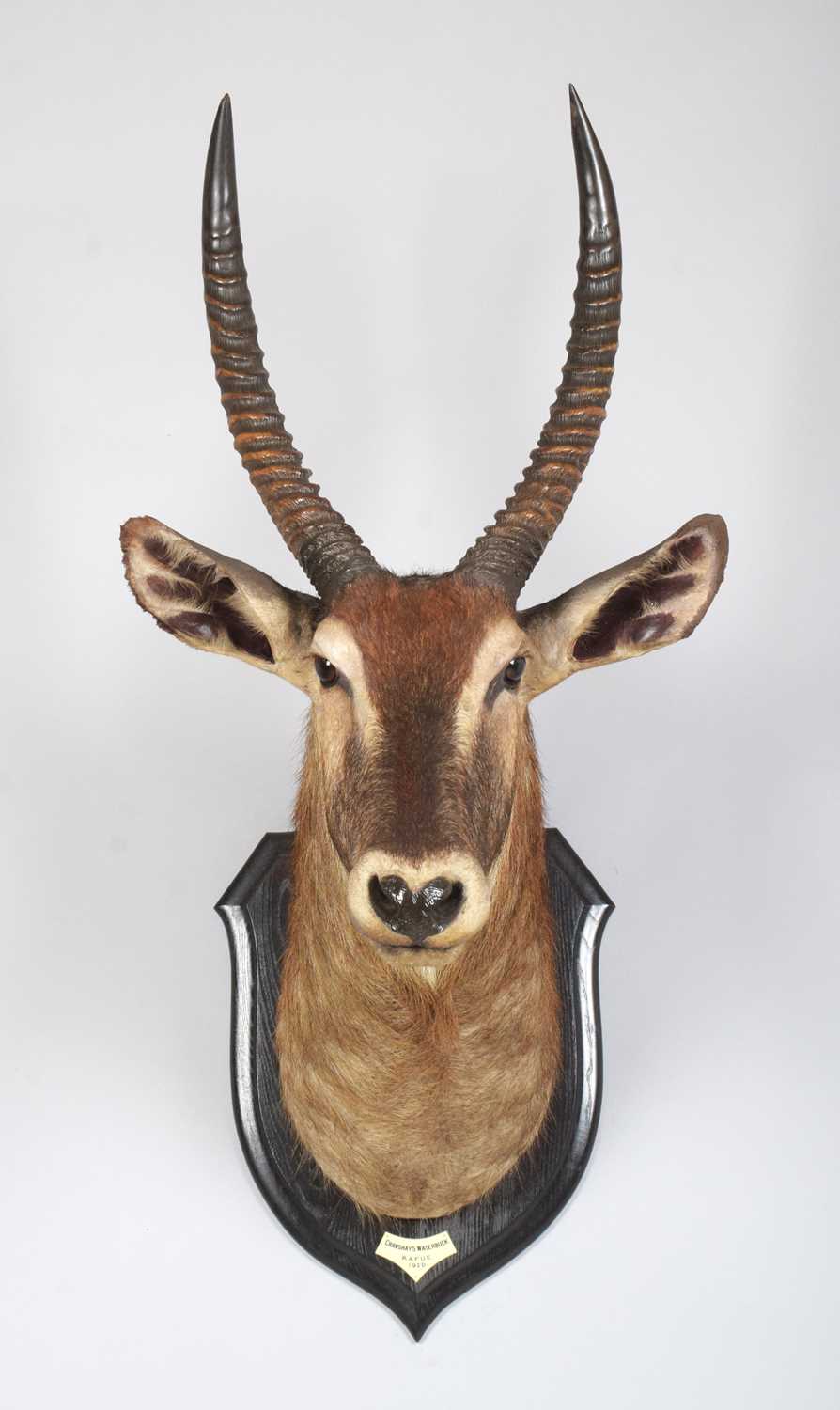 Taxidermy: Crayshaws or Common Waterbuck (Kobus ellipsiprymnus), dated 1920, Kafue, Zambia, by