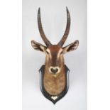 Taxidermy: Crayshaws or Common Waterbuck (Kobus ellipsiprymnus), dated 1920, Kafue, Zambia, by